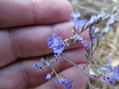 Limonium brevipetiolatum