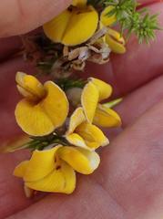 Aspalathus chortophila