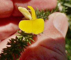 Aspalathus chortophila