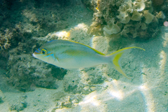 Scolopsis monogramma