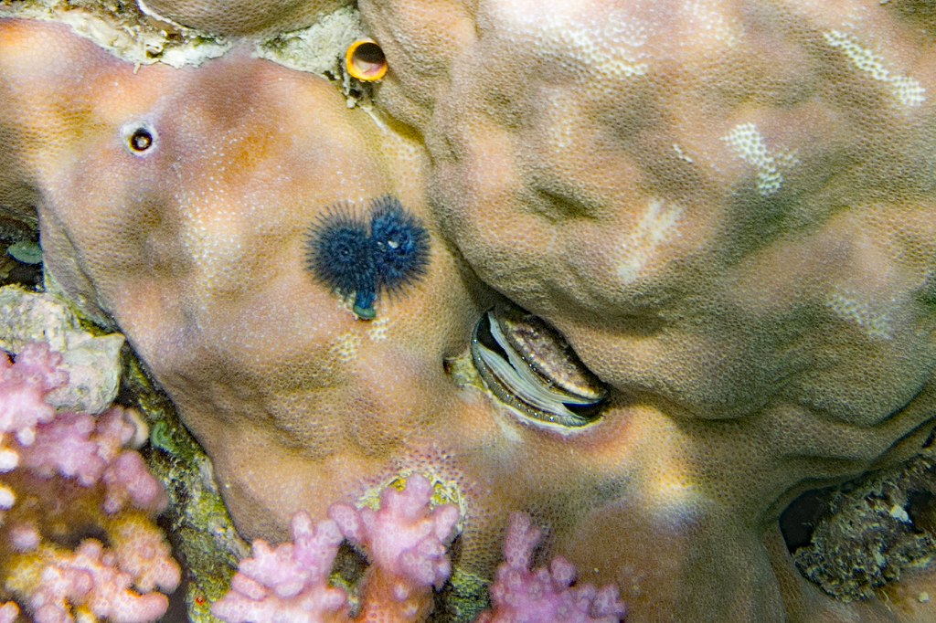 Iridescent Scallop