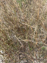 Aristida tuberculosa