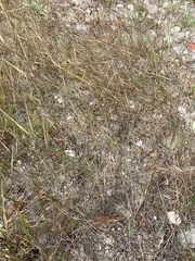 Aristida tuberculosa