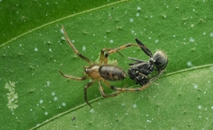 Theridiidae