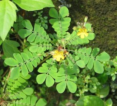 Biophytum sensitivum