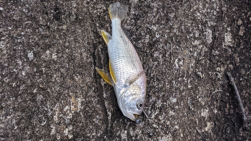 Shorthead drum (Larimus breviceps) — Sciaenidae — 4