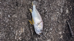 Larimus breviceps