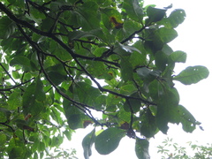 Careya arborea