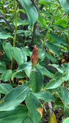 Costus woodsonii