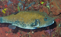 Arothron caeruleopunctatus