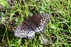 Speyeria nokomis