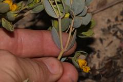Rafnia diffusa