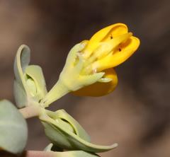 Rafnia diffusa