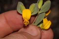 Rafnia diffusa