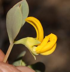 Rafnia diffusa