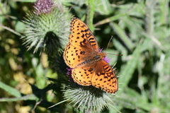 Speyeria nokomis