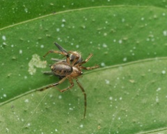 Theridiidae