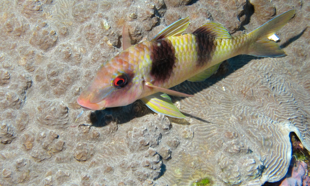 Thicklipped Goatfish