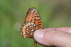 Speyeria nokomis