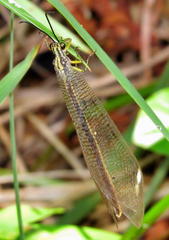 Banyutus lethalis