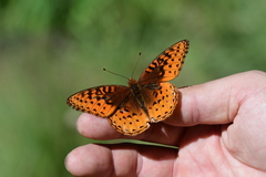 Speyeria nokomis