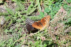 Speyeria nokomis