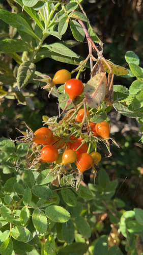iNaturalist observation photo of California Wild Rose