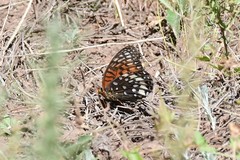 Speyeria nokomis