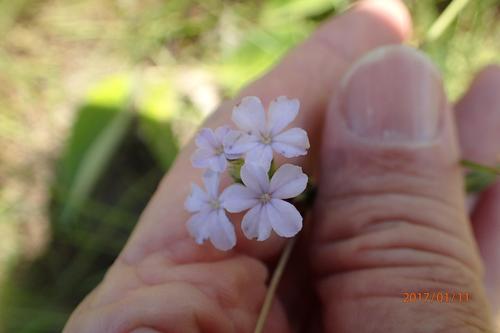 Buchnera simplex (Buchnera simplex)