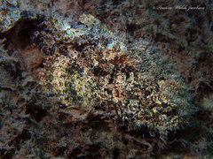 Scorpaena plumieri