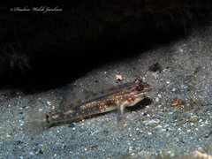 Coryphopterus glaucofraenum