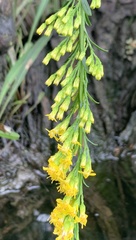 Solidago virgata