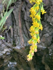 Solidago virgata