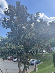 Magnolia grandiflora