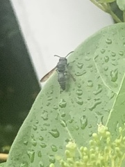 Allorhynchium argentatum