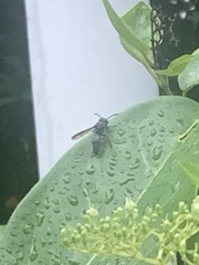 Allorhynchium argentatum