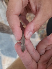 Lygodactylus capensis
