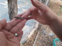 Lygodactylus capensis