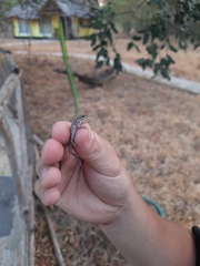 Lygodactylus capensis