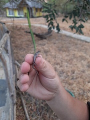 Lygodactylus capensis