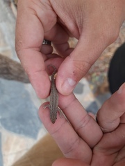 Lygodactylus capensis