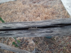 Lygodactylus capensis