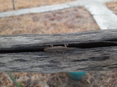 Lygodactylus capensis