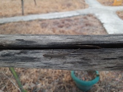 Lygodactylus capensis