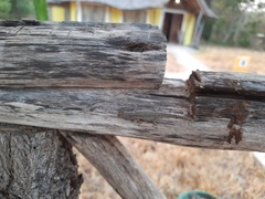 Lygodactylus capensis