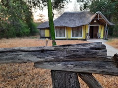 Lygodactylus capensis