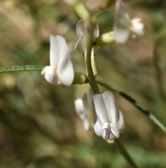 Astragalus remotus