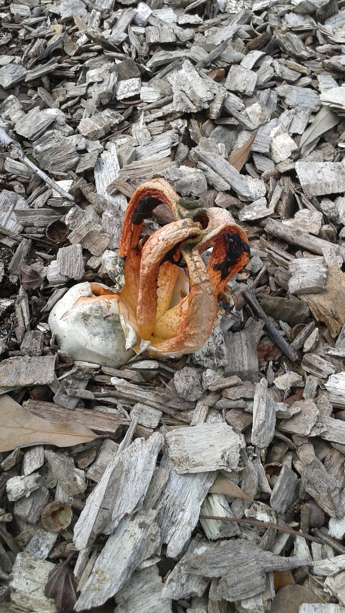 Clathrus image