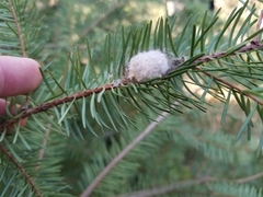 Orgyia pseudotsugata