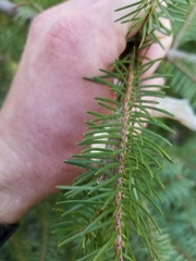 Orgyia pseudotsugata